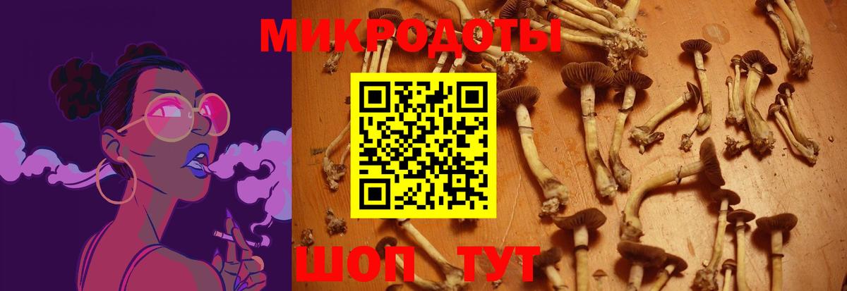 Псилоцибиновые грибы Psilocybe Осинники